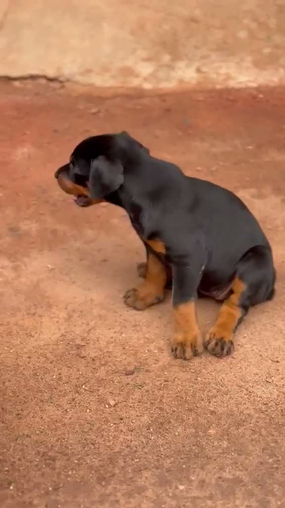 Doberman Pinscher Puppy, farm video