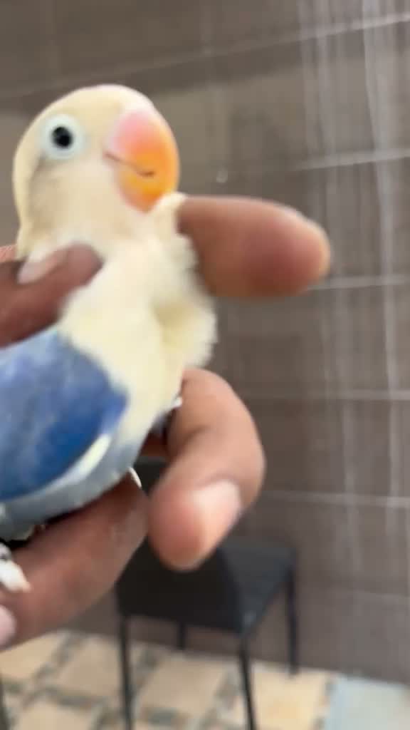 Blue Throated Conure, farm video
