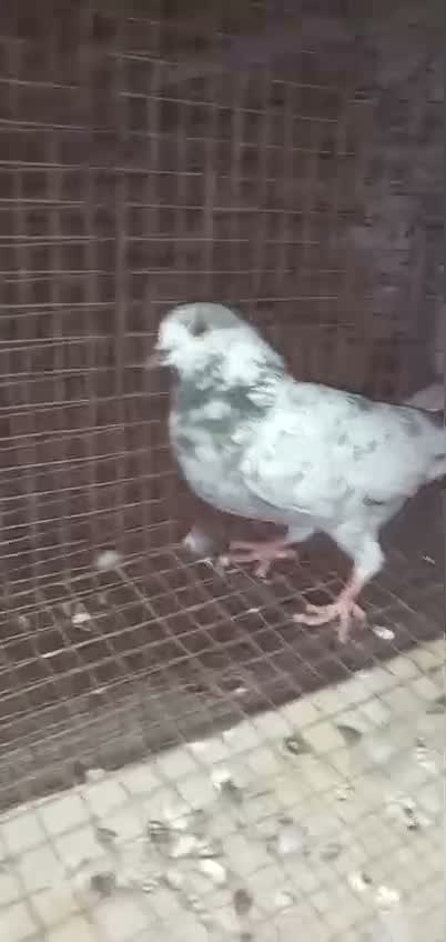 Chotiyal Pigeon, farm video