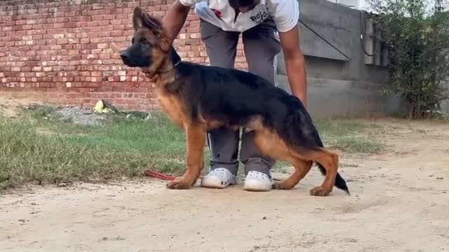 German Shepherd Puppy, farm video