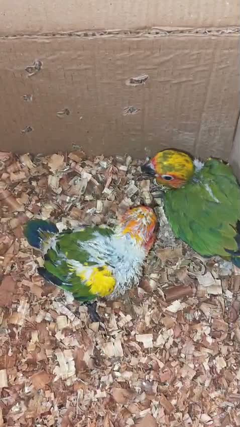 Emma Conure, farm video