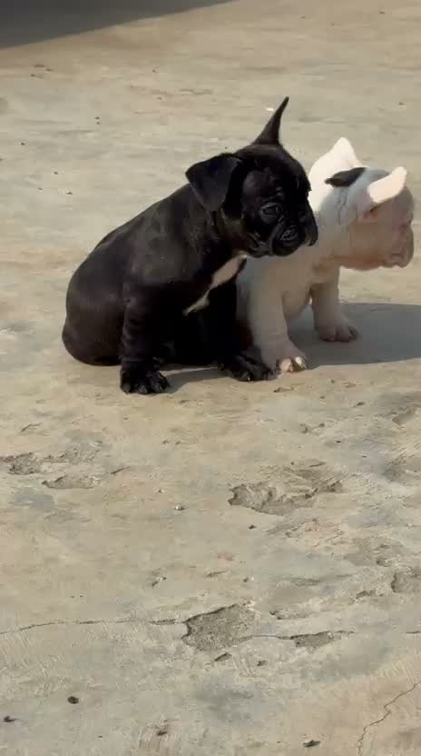French Bulldog Puppy, farm video