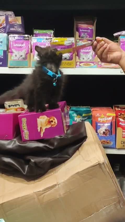 Persian, farm video