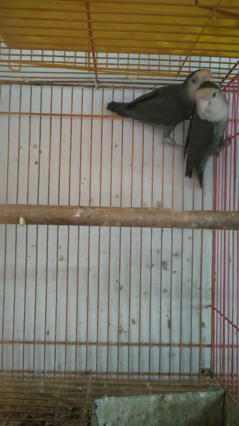 African Love Birds, farm video