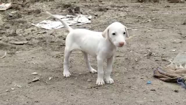 Rajapalayam Puppy, farm video