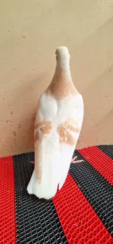 Chotiyal Pigeon, farm video