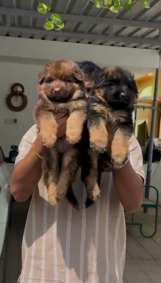 German Shepherd Puppy, farm video