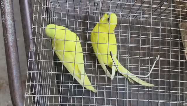African Love Birds, farm video