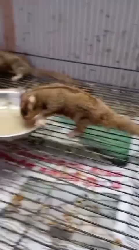 Sugar Glider | Grey, farm video