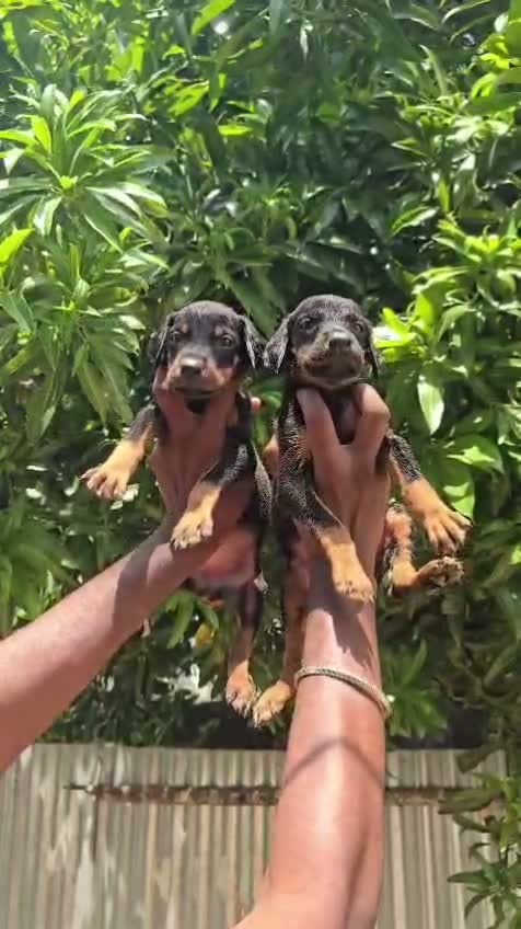 Doberman Pinscher Puppy, farm video