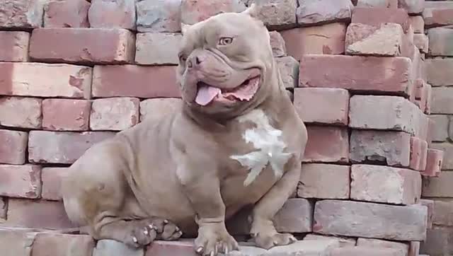 American Bully Pocket Size Puppy, farm video