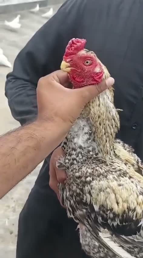 African Grey Parrot, farm video