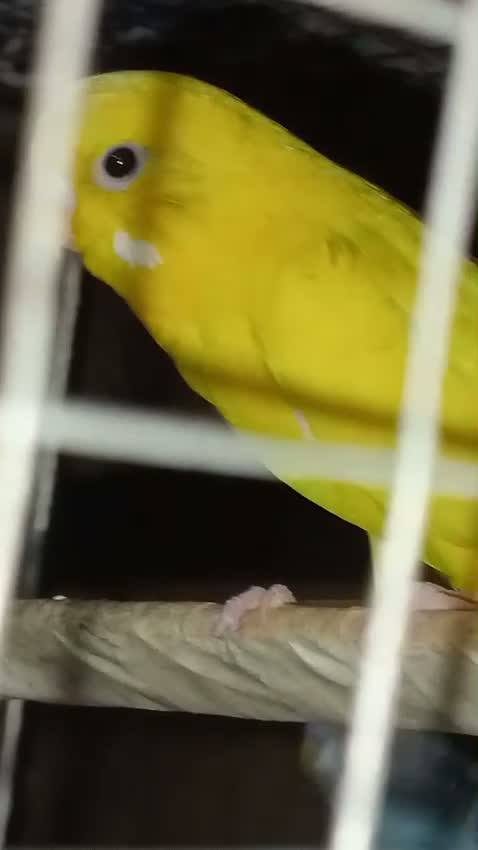 Budgies | Fallow, farm video