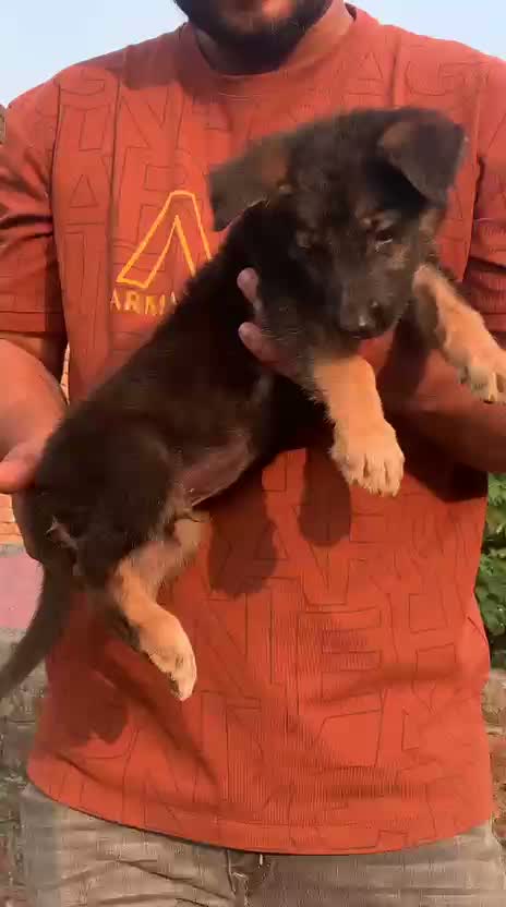 German Shepherd Puppy, farm video
