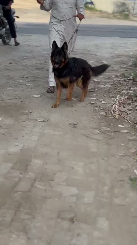 German Shepherd Puppy, farm video