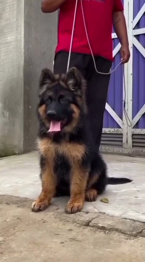 German Shepherd Puppy, farm video