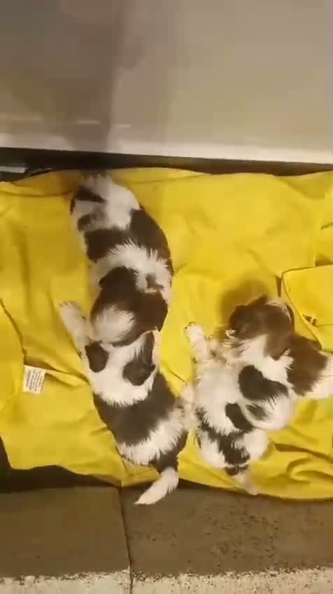 Shih Tzu | Black Color, farm video