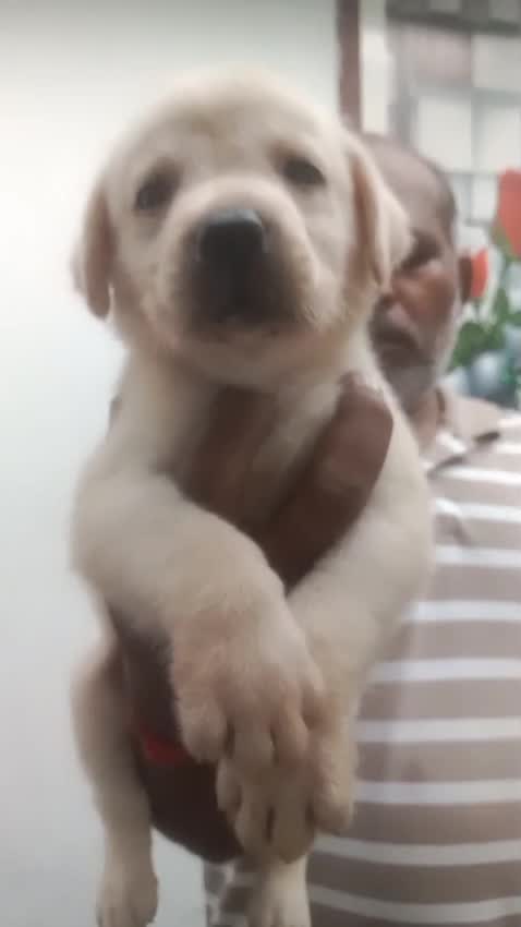 Beagle Black & Tan Puppy, farm video