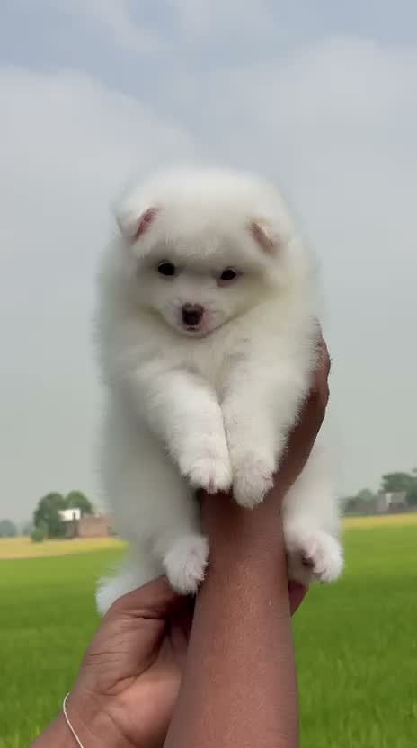 Culture Pom Puppy, farm video