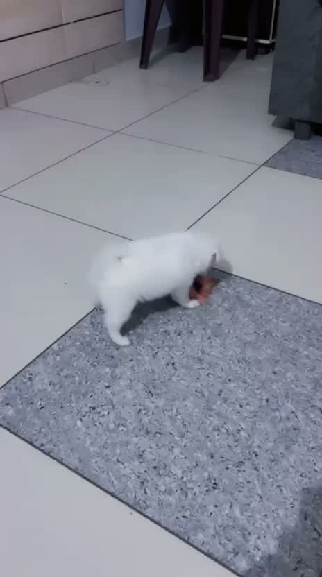 Culture Pom Puppy, farm video