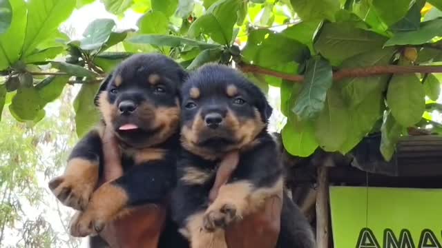 Rottweiler Puppy, farm video
