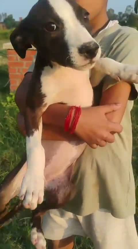 Pitbull Terrier Puppy, farm video