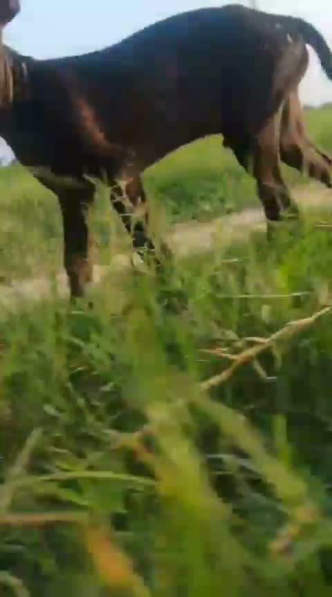 Pitbull Terrier Puppy, farm video