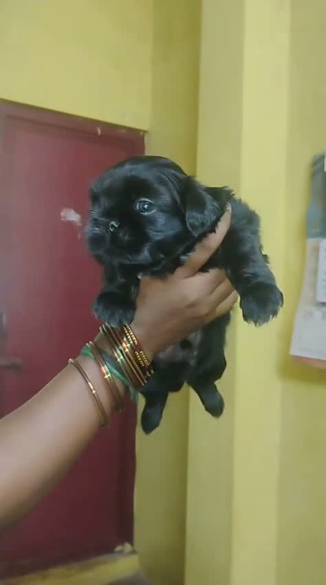 Shih Tzu | Black Color, farm video