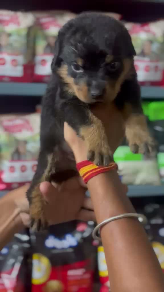 Rottweiler Puppy, farm video
