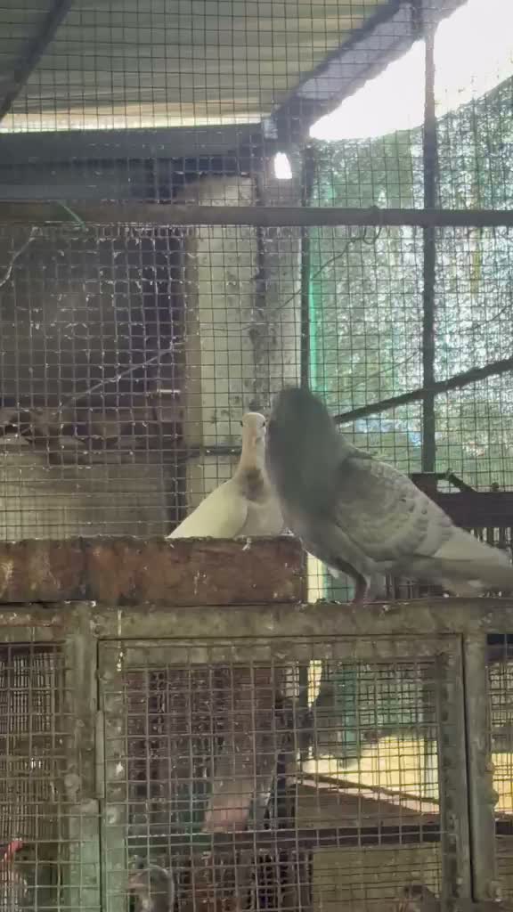 Chotiyal Pigeon, farm video
