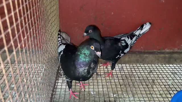 Chotiyal Pigeon, farm video