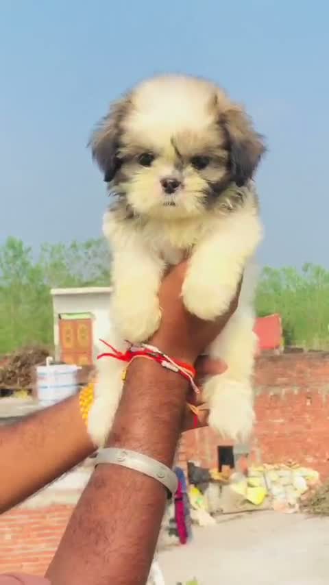 Shih Tzu | Black Color, farm video