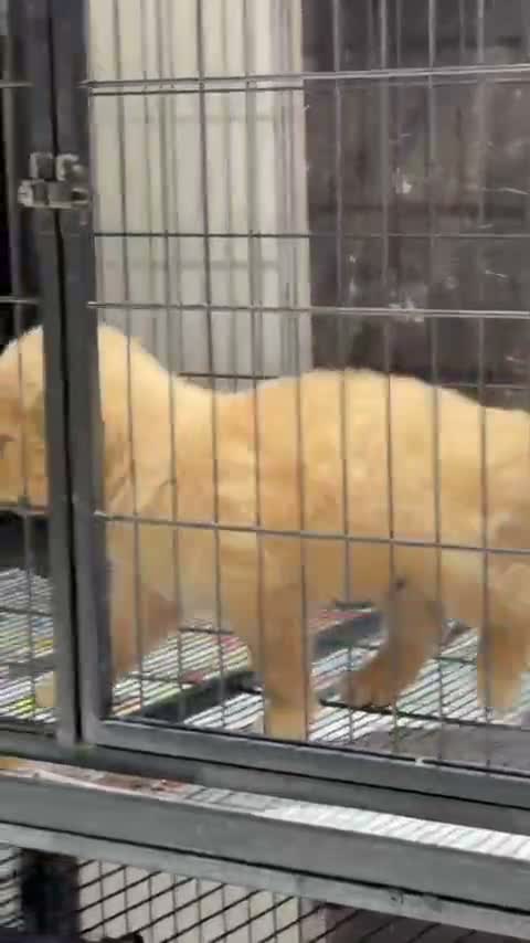 Golden Retriever, farm video
