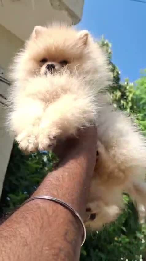 Toy Poodle Puppy, farm video