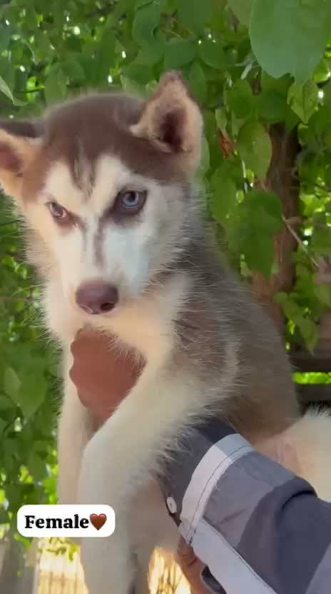 Siberian Husky Puppy | Black & White Color, farm video
