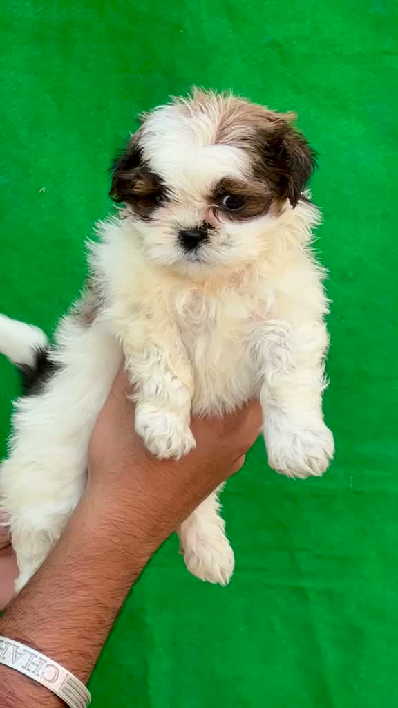 Shih Tzu | Black Color, farm video