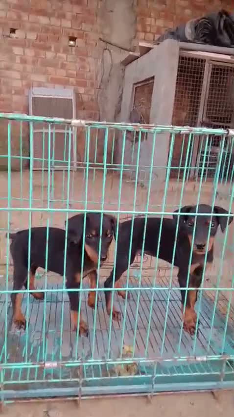 Doberman Pinscher Puppy, farm video