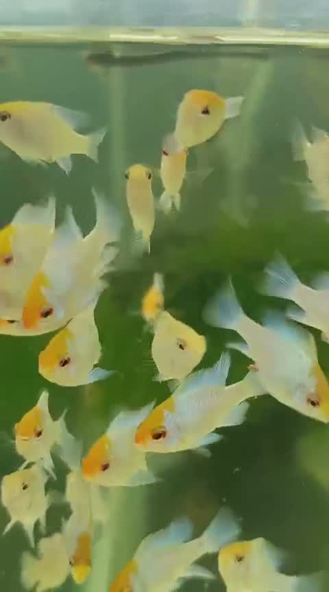 Blue Throated Conure, farm video
