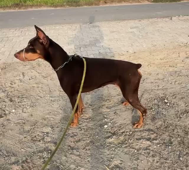 European Doberman Puppy, farm video