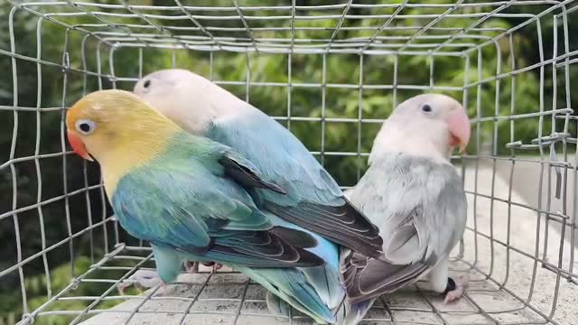African Love Birds, farm video