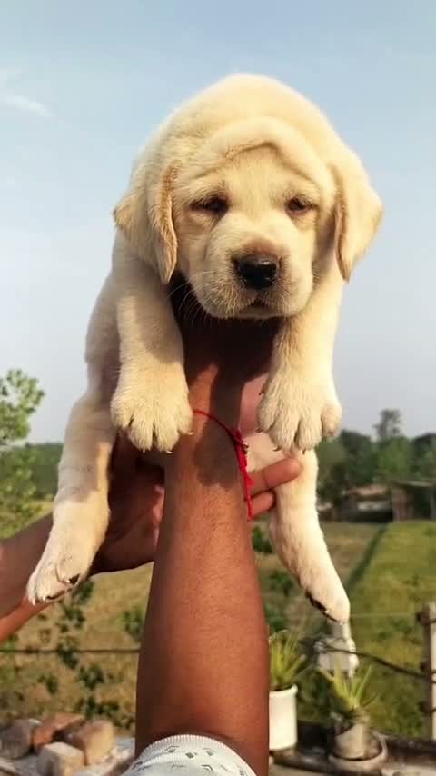 Beagle Black & Tan Puppy, farm video