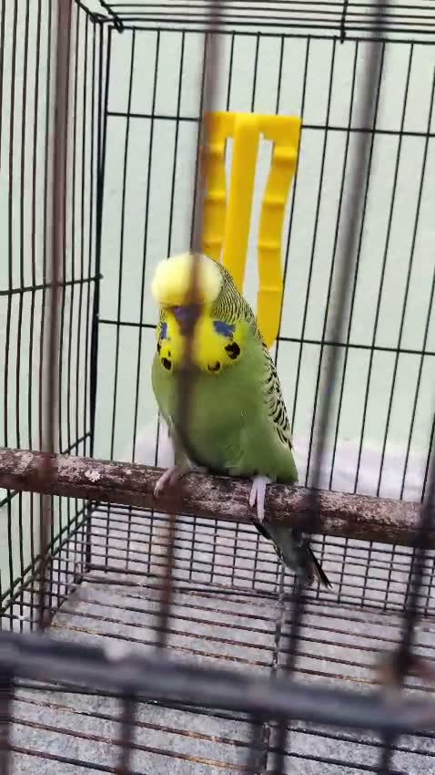 Exhibition Budgies, farm video