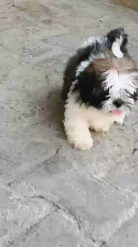 Shih Tzu | Black Color, farm video