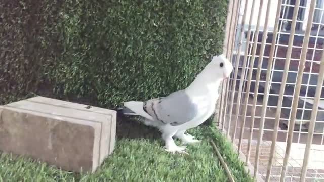 Homer Pigeon, farm video