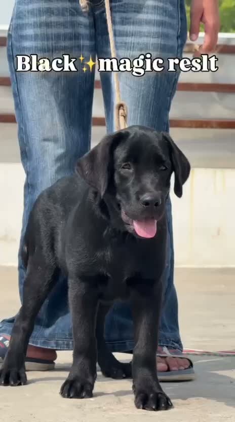 Beagle Black & Tan Puppy, farm video