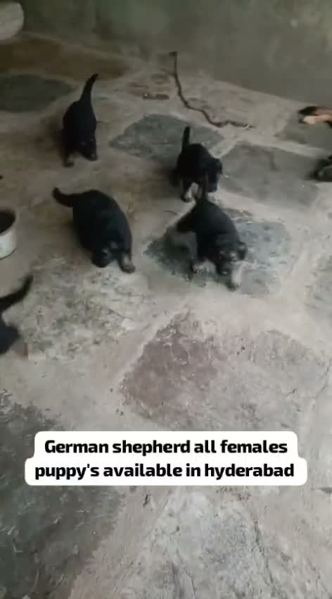 German Shepherd Puppy, farm video