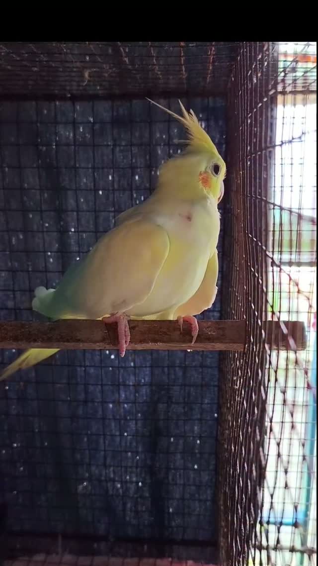Cockatiel, farm video