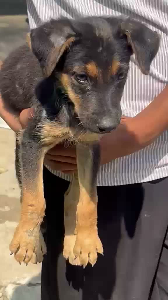 German Shepherd Puppy, farm video