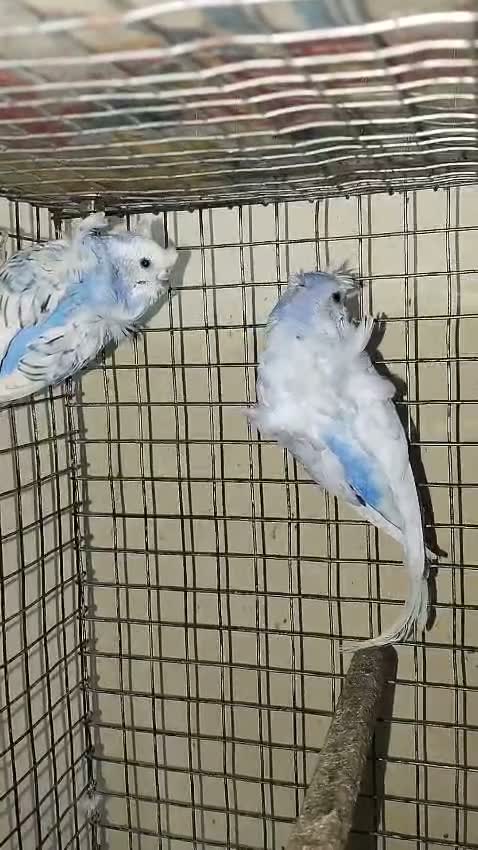 Homer Pigeon, farm video