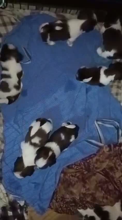 Shih Tzu | Black Color, farm video